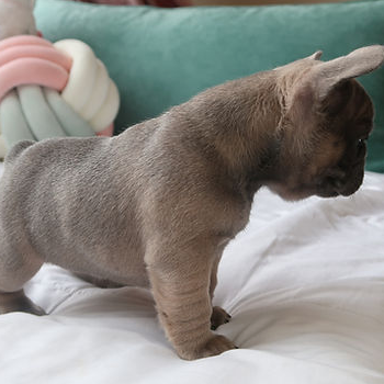 French bulldog puppies for sale