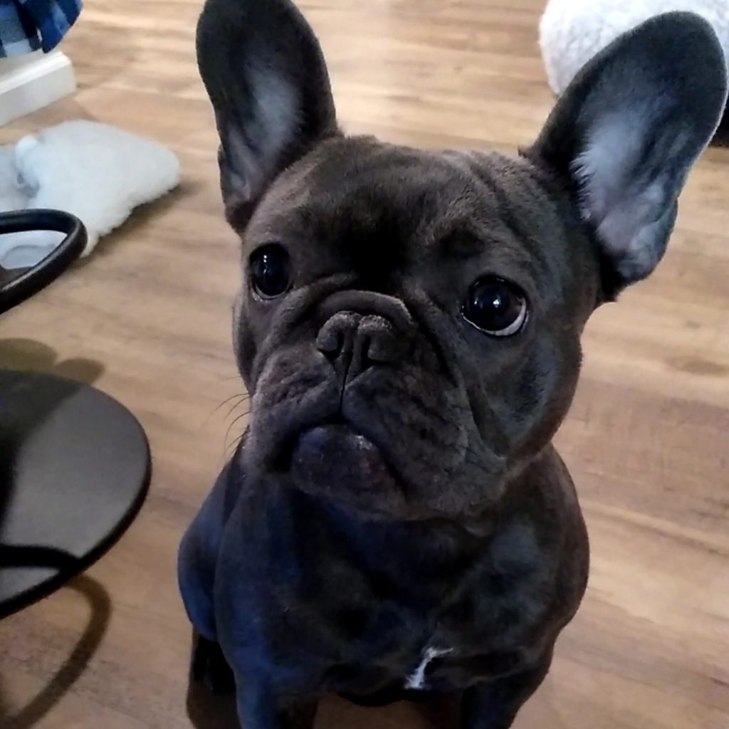 Champion French Bulldog Puppy