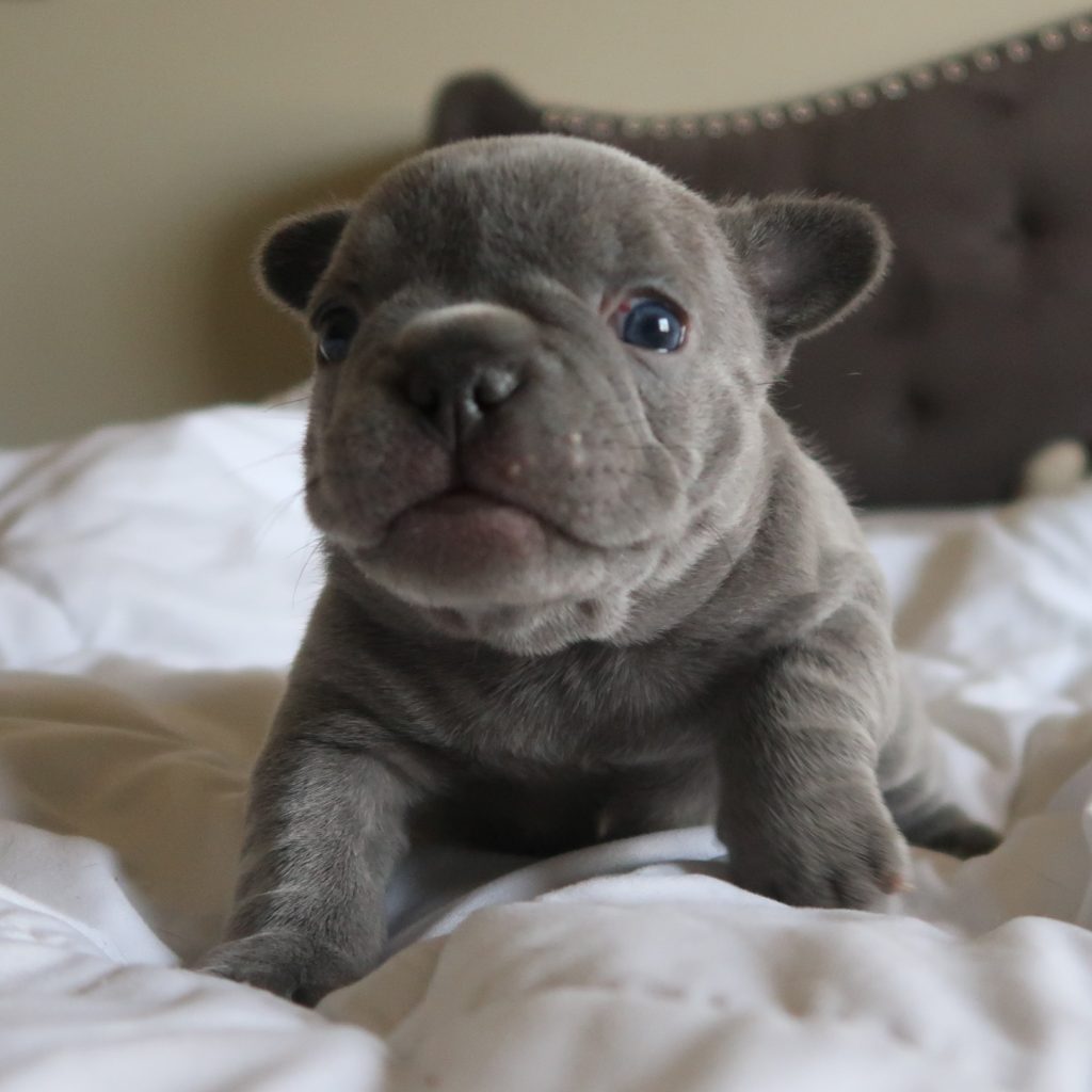 French Bulldog babies