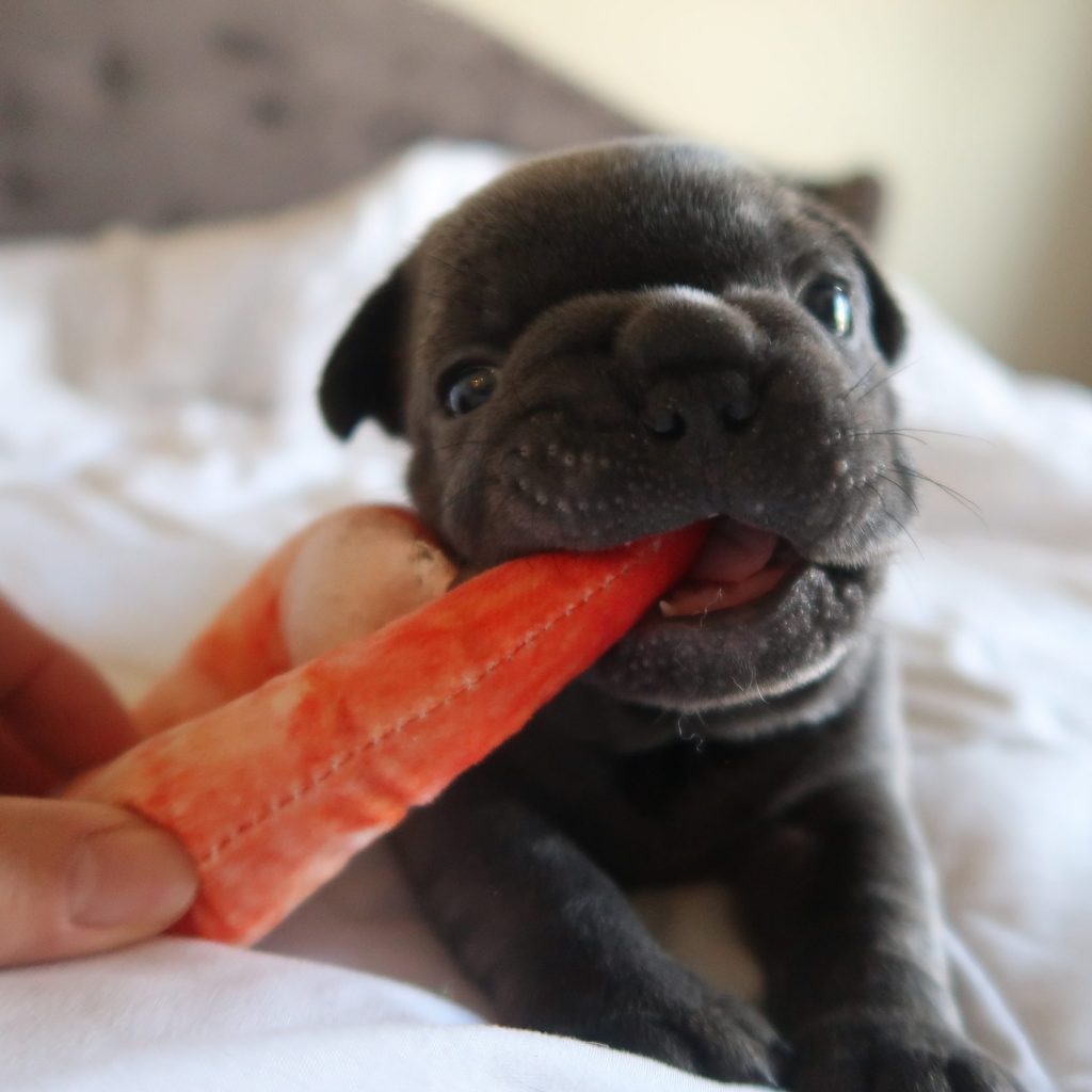 French Bulldog For same