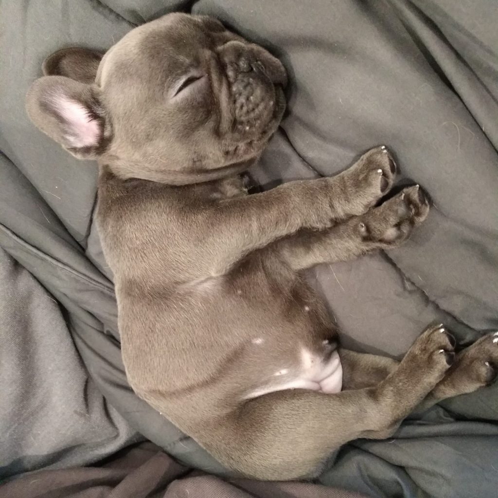 Champion Frenchie puppie for sale
