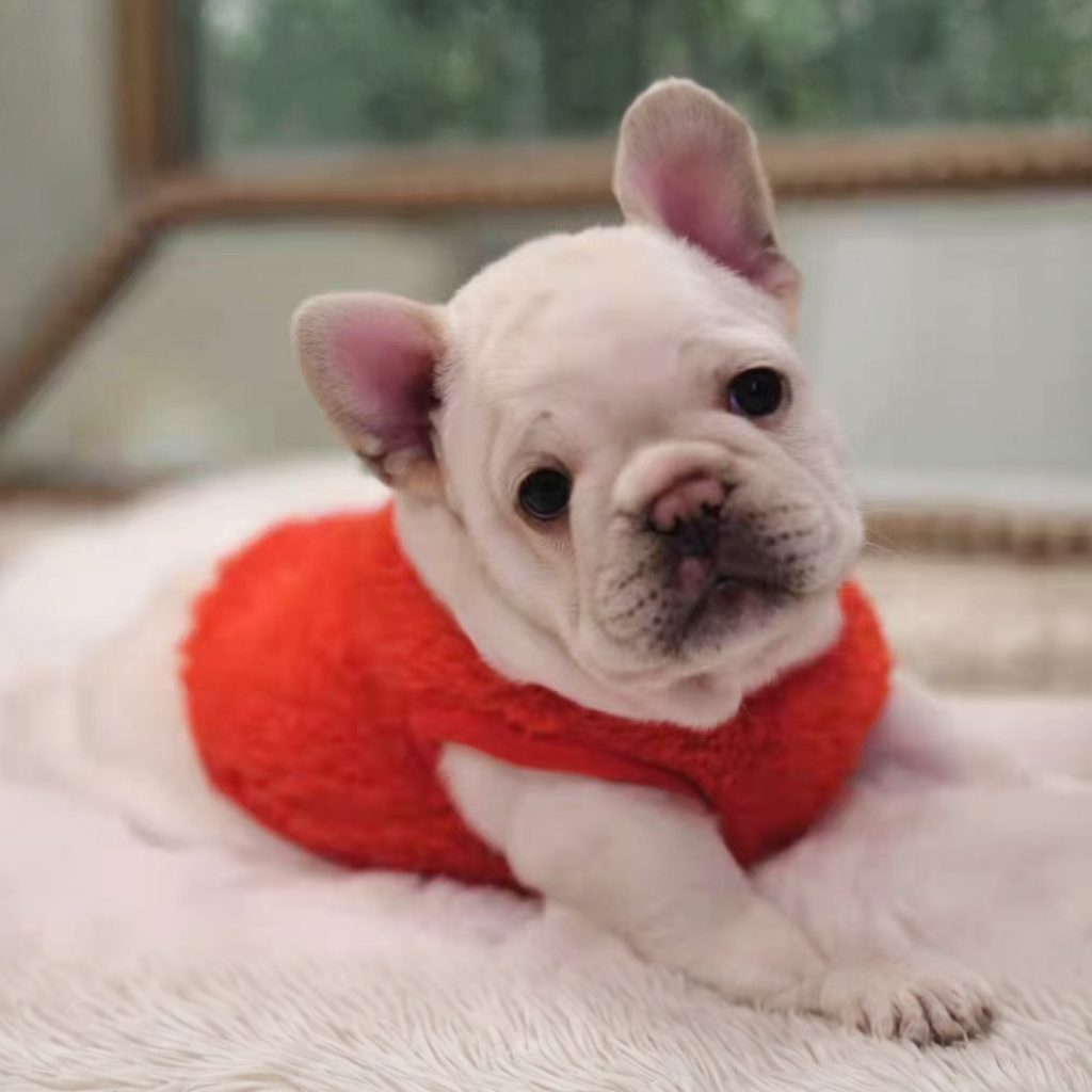 French Bulldog puppy Colorado