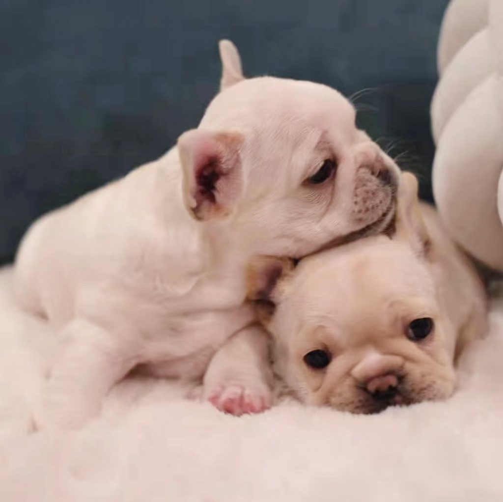 Frenchie puppies for sale