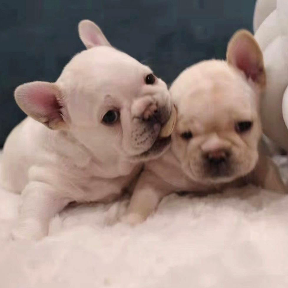Frenchie for sale colorado