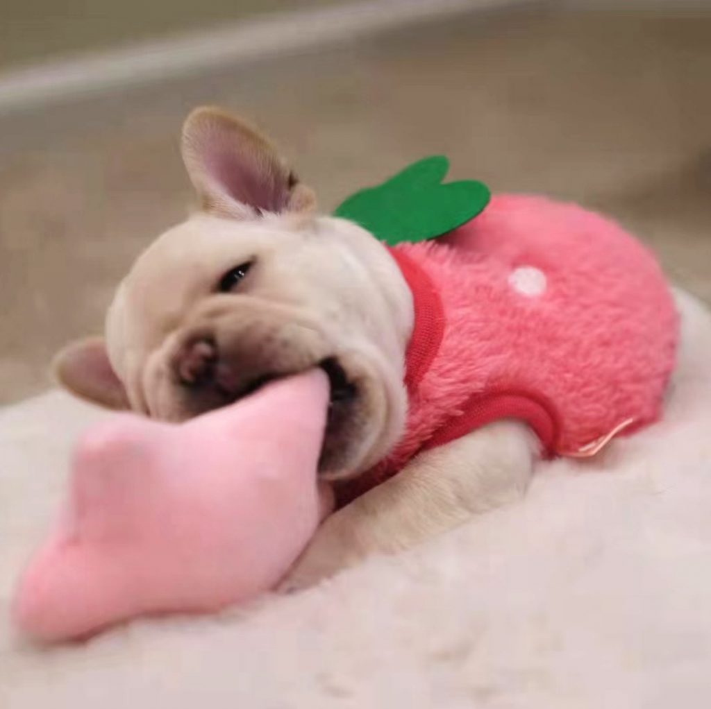 French Bulldog Puppy for sale