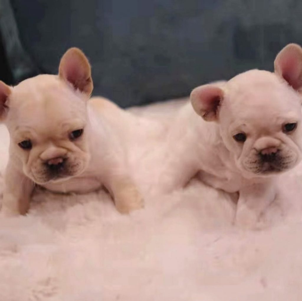 French Bulldog for sale