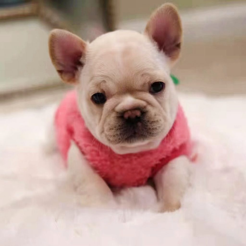 Frenchie for sale