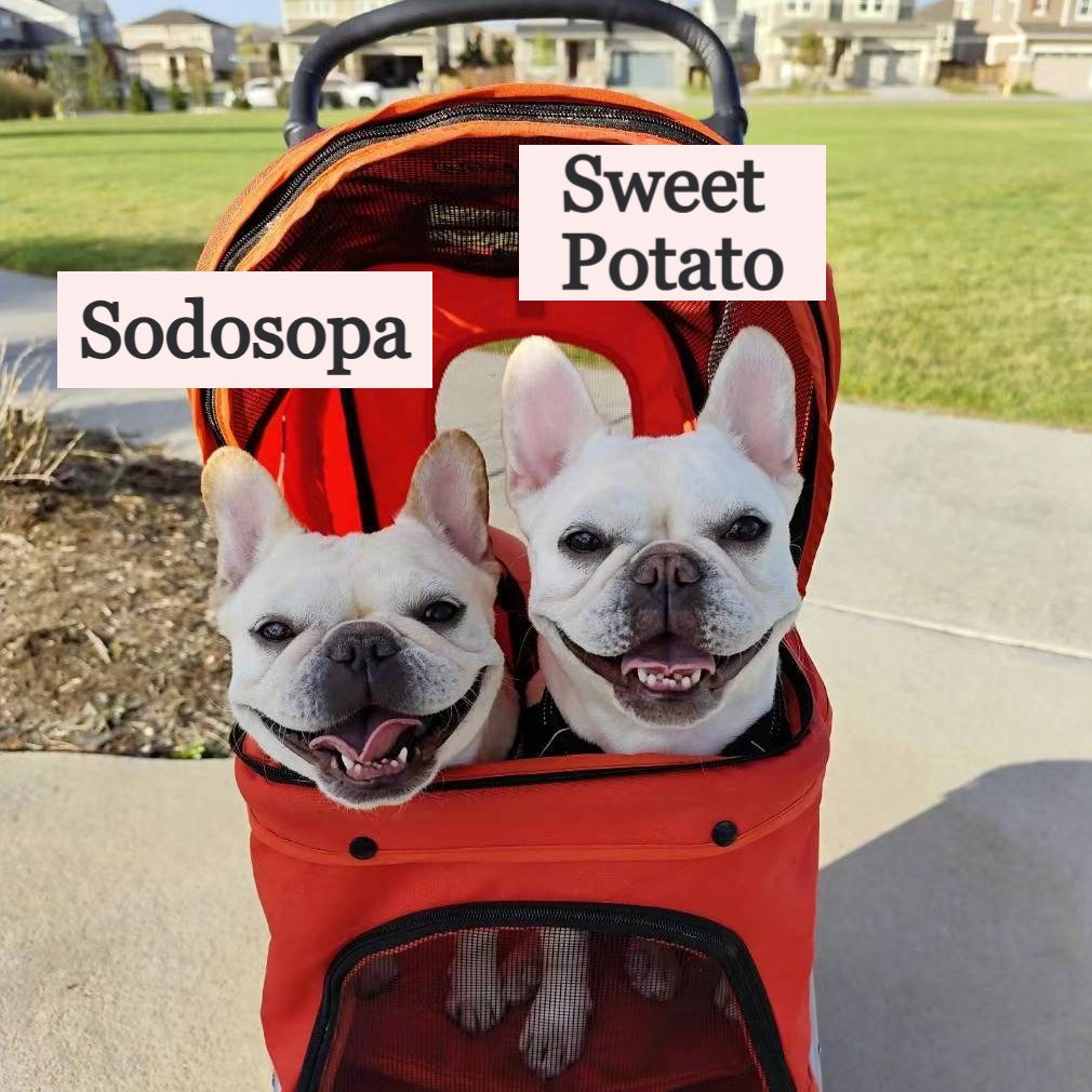 Frenchie Puppies