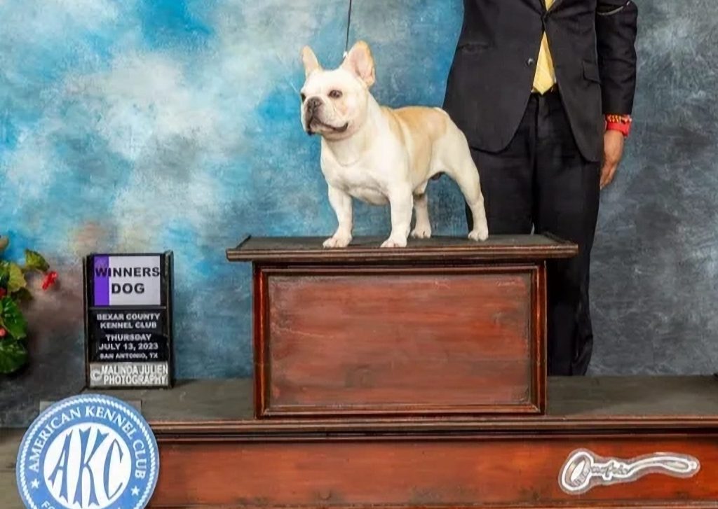 Quality French Bulldog Colorado