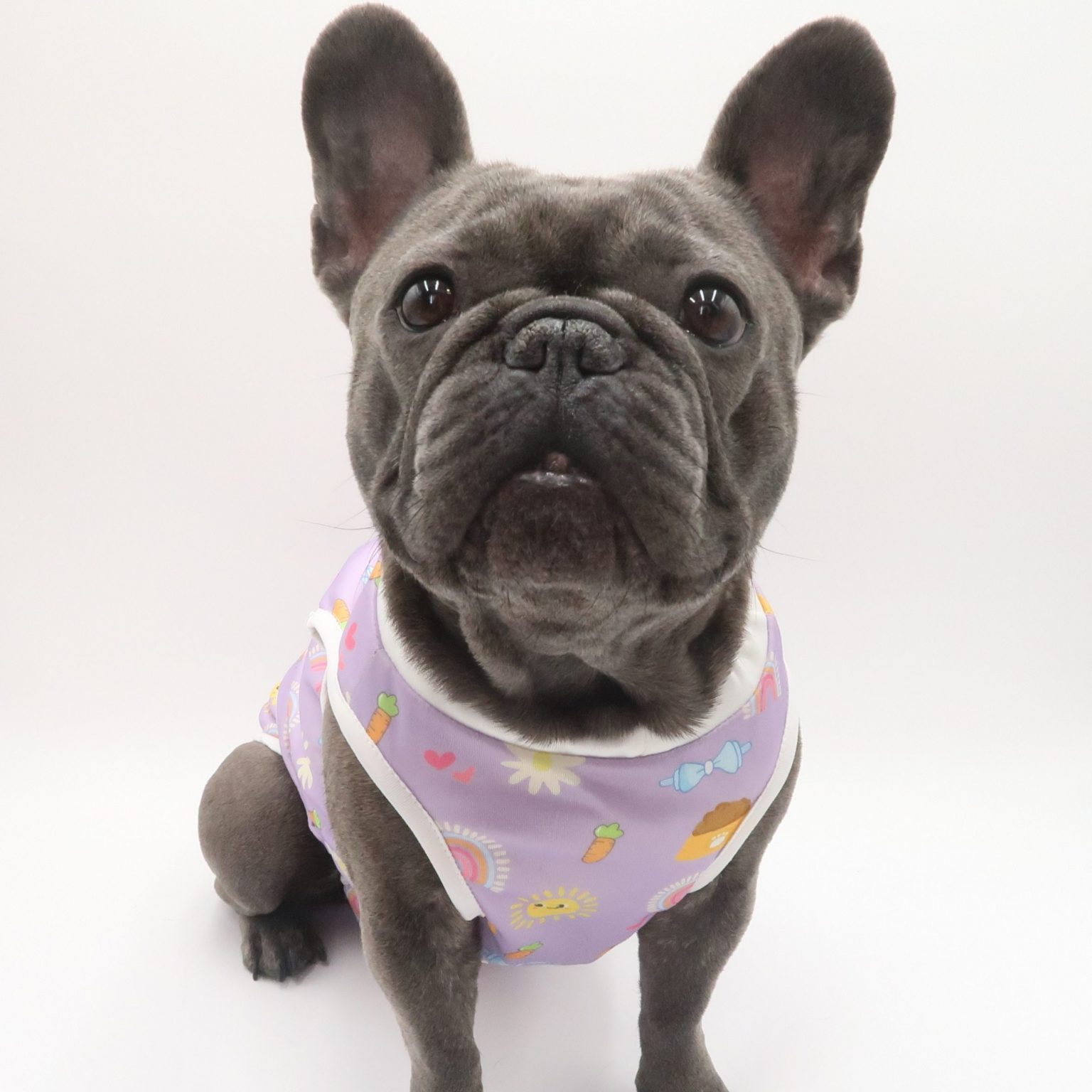 French Bulldog for sale