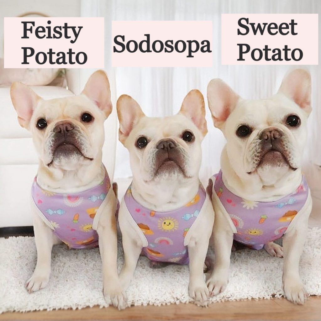 available french bulldog for sale