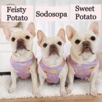 available french bulldog for sale