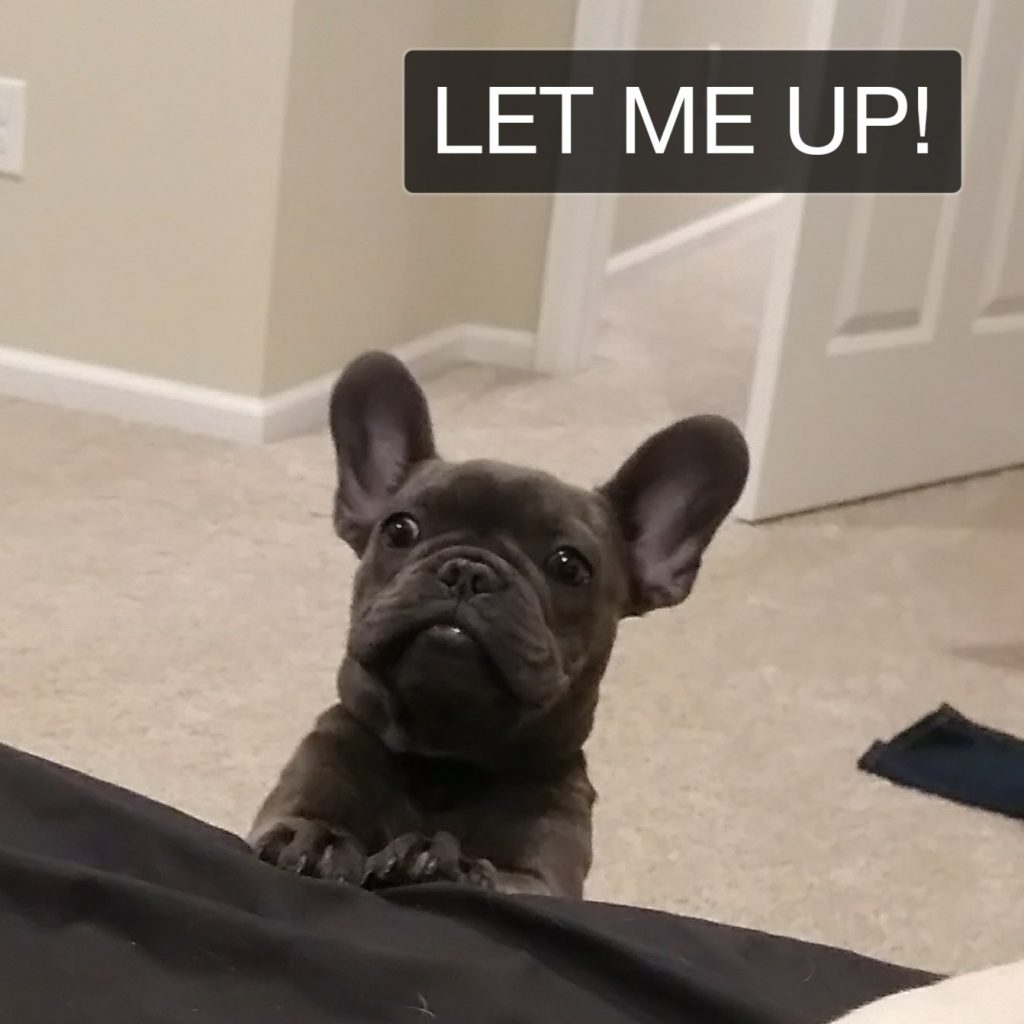 French Bulldog Available for sale