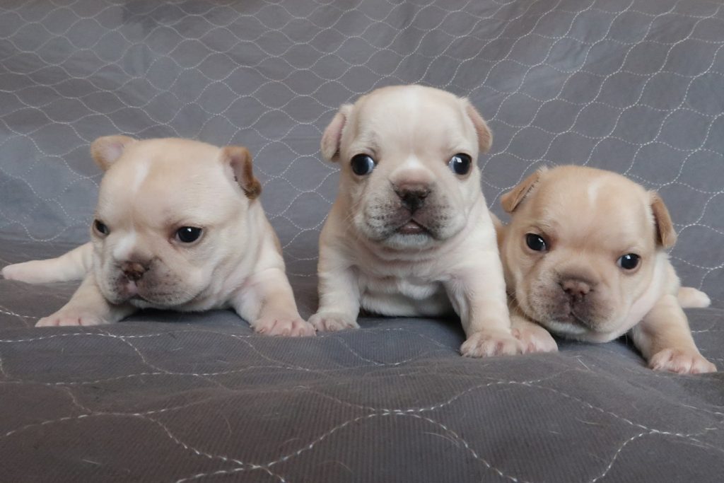 French Bulldog Puppies For Sale